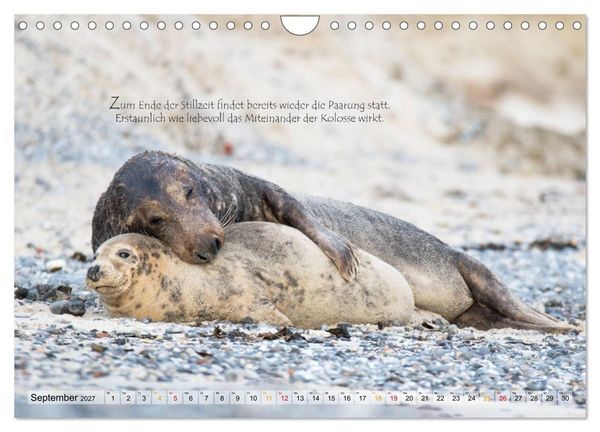 Produktbild: Kegelrobben auf der Insel D&uuml;ne (Wandkalender 2027 DIN A4 quer), CALVENDO Monatskalender