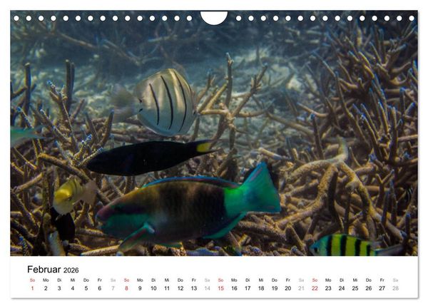 Produktbild: Unterwasserwelt der Malediven II (Wandkalender 2026 DIN A4 quer), CALVENDO Monatskalender