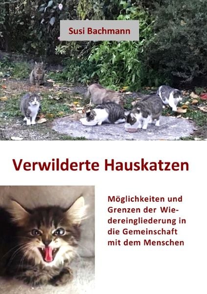 Verwilderte Hauskatzen, Taschenbuch von Susi Bachmann, Epubli, 9783757512910