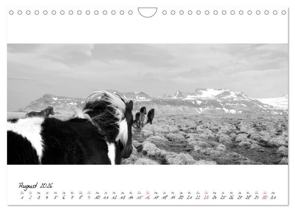 Produktbild: Islandpferde von Brimilsvellir (Wandkalender 2026 DIN A4 quer), CALVENDO Monatskalender