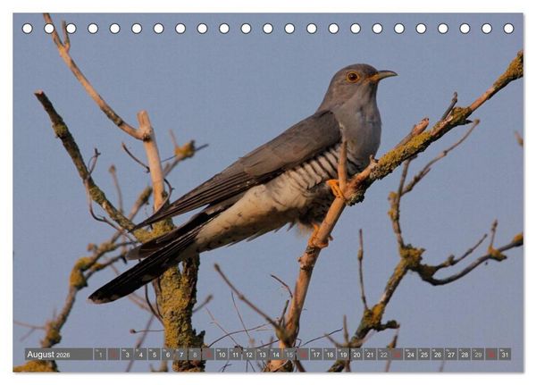 Produktbild: V&ouml;gel ganz nah (Tischkalender 2026 DIN A5 quer), CALVENDO Monatskalender