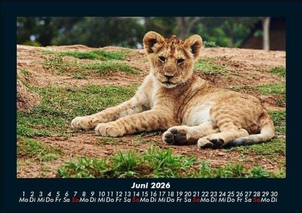 Produktbild: L&ouml;wen in der Wildnis 2026 Fotokalender DIN A5