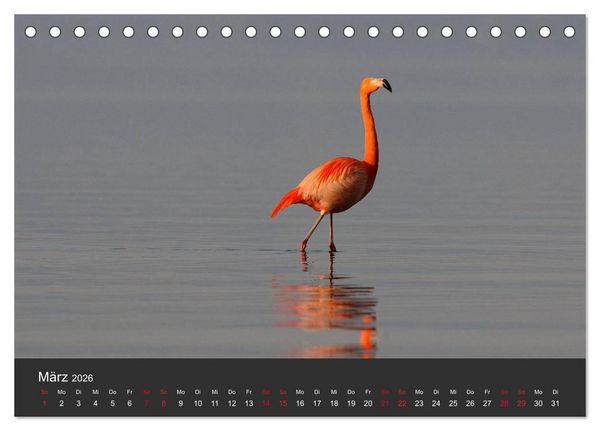 Produktbild: Pretty Flamingo (Tischkalender 2026 DIN A5 quer), CALVENDO Monatskalender