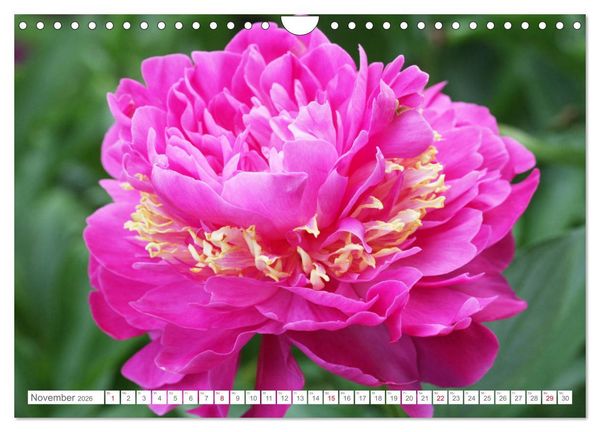Produktbild: Pfingstrosenbl&uuml;ten (Wandkalender 2026 DIN A4 quer), CALVENDO Monatskalender