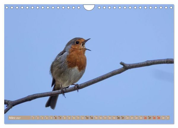 Produktbild: Robin, das s&uuml;&szlig;e Rotkehlchen (Wandkalender 2027 DIN A4 quer), CALVENDO Monatskalender