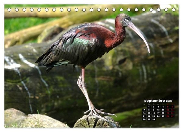 Produktbild: Oiseaux exotiques (Calendrier de bureau 2026 DIN A5 vertical), CALVENDO calendrier mensuel