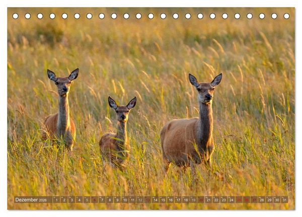 Produktbild: Wilder Dar&szlig; - Fuchs, Hirsch und Co. 2026 (Tischkalender 2026 DIN A5 quer), CALVENDO Monatskalender