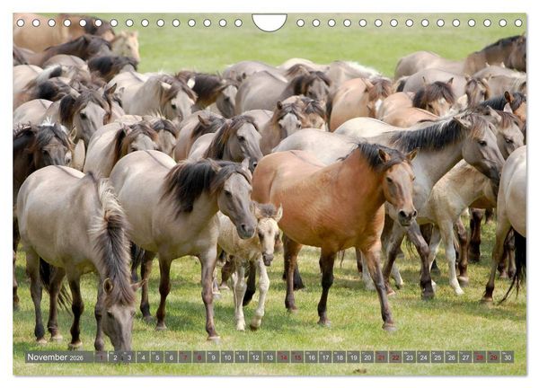 Produktbild: D&uuml;lmener Wildpferde - Wildpferde im Meerfelder Bruch (Wandkalender 2026 DIN A4 quer), CALVENDO Monatskalender