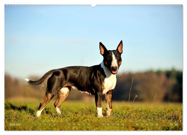 Produktbild: Bullterrier, Powerpakete auf 4 Pfoten (hochwertiger Premium Wandkalender 2026 DIN A2 quer), Kunstdruck in Hochglanz