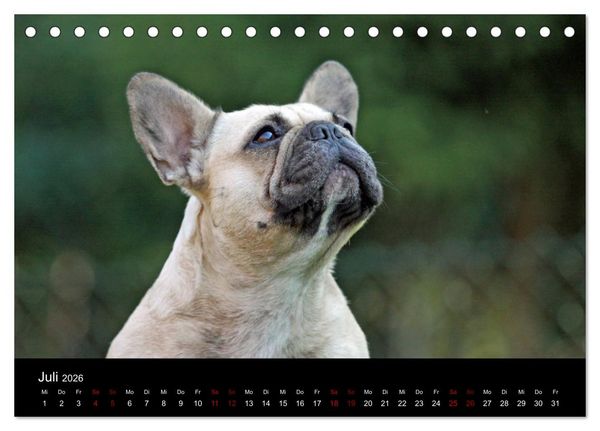 Produktbild: Franz&ouml;sische Bulldoggen - Schutzengel auf 4 Pfoten (Tischkalender 2026 DIN A5 quer), CALVENDO Monatskalender