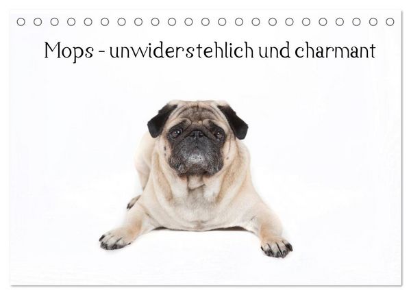 Produktbild: Mops - unwiderstehlich und charmant (Tischkalender 2026 DIN A5 quer), CALVENDO Monatskalender