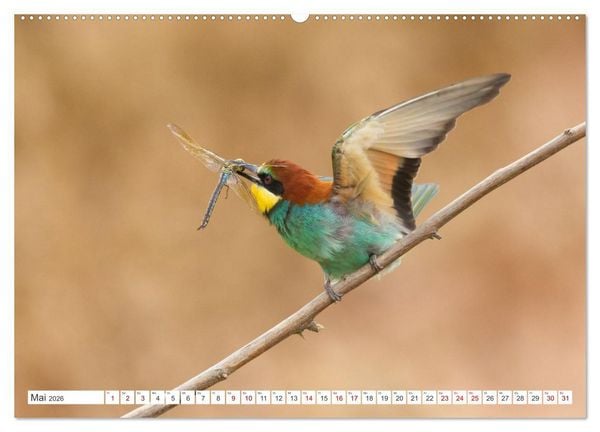 Produktbild: Bunte Flieger (hochwertiger Premium Wandkalender 2026 DIN A2 quer), Kunstdruck in Hochglanz