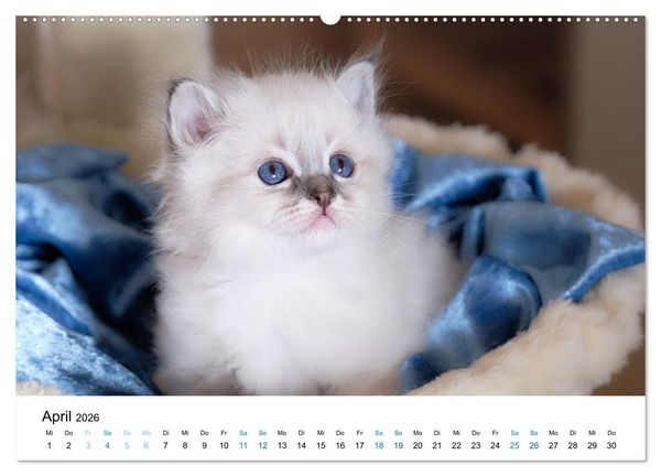 Produktbild: Heilige Birma Kitten - ein Traum auf wei&szlig;en Pf&ouml;tchen (Wandkalender 2026 DIN A2 quer), CALVENDO Monatskalender