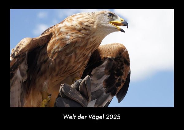 Produktbild: Welt der V&ouml;gel 2025 Fotokalender DIN A3