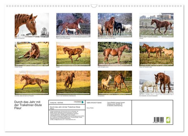 Produktbild: Durch das Jahr mit der Trakehner-Stute Fleur (Wandkalender 2026 DIN A2 quer), CALVENDO Monatskalender