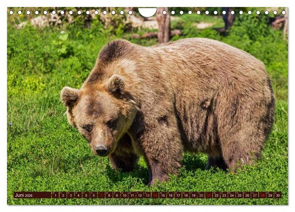 Produktbild: B&auml;ren. Kraftpakete auf leisen Sohlen (Wandkalender 2026 DIN A4 quer), CALVENDO Monatskalender