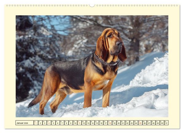 Produktbild: Bloodhound Momente. Zielstrebige Schn&uuml;ffler mit treuer Seele (Wandkalender 2026 DIN A2 quer), CALVENDO Monatskalender