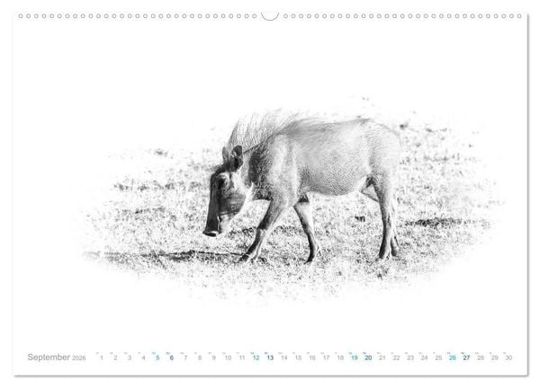 Produktbild: AFRIKA - Schwarz-weiss Fotografien im modernen "High Key" Look (hochwertiger Premium Wandkalender 2026 DIN A2 quer), Kunstdruck in Hochglanz
