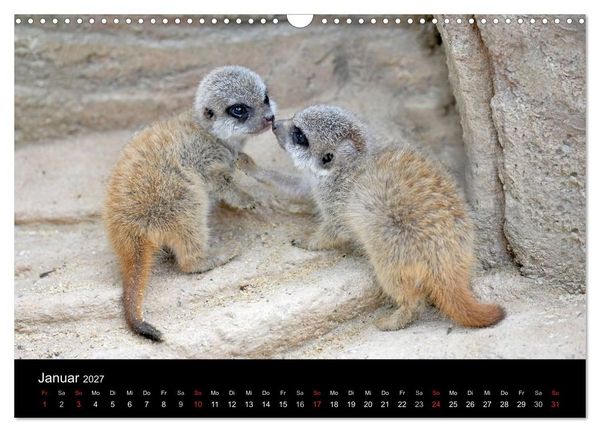 Produktbild: Lustige Erdm&auml;nnchen (Wandkalender 2027 DIN A3 quer), CALVENDO Monatskalender
