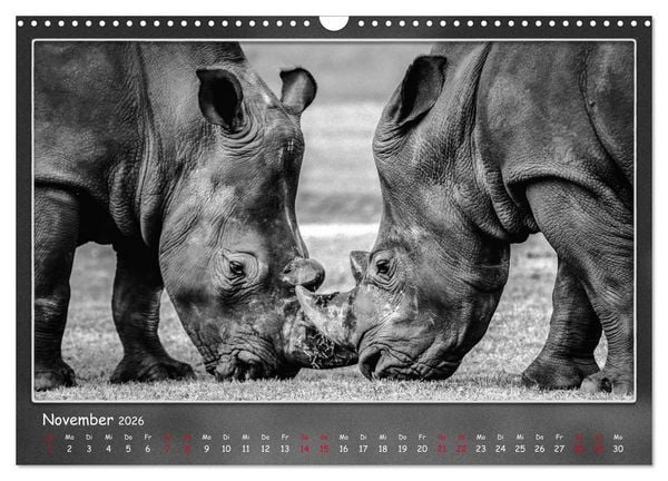 Produktbild: Tieren ins Gesicht geschaut (Wandkalender 2026 DIN A3 quer), CALVENDO Monatskalender
