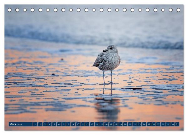 Produktbild: Helgoland - Das Leben auf der D&uuml;ne Helgolands (Tischkalender 2026 DIN A5 quer), CALVENDO Monatskalender