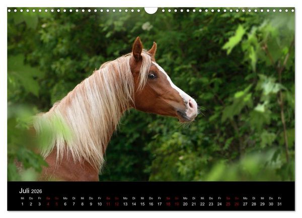 Produktbild: Vollblutaraber - Sch&ouml;nheit und Adel (Wandkalender 2026 DIN A3 quer), CALVENDO Monatskalender