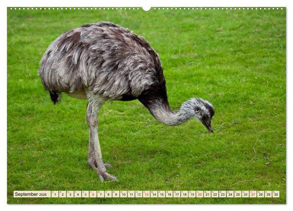 Produktbild: Strau&szlig;e. Afrikas sch&ouml;ne Laufv&ouml;gel (hochwertiger Premium Wandkalender 2026 DIN A2 quer), Kunstdruck in Hochglanz
