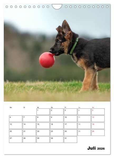 Produktbild: Deutsche Sch&auml;ferhundwelpen zum Verlieben (Wandkalender 2026 DIN A4 hoch), CALVENDO Monatskalender