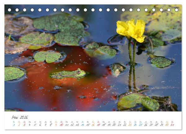 Produktbild: Frosch Karl, Hans und Max im Einklang der Natur (Tischkalender 2026 DIN A5 quer), CALVENDO Monatskalender