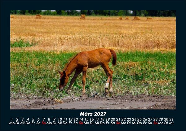 Produktbild: Die Welt der Pferde 2027 Fotokalender DIN A5