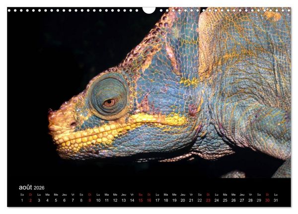 Produktbild: Cam&eacute;l&eacute;ons - Petits dragons d'Afrique. (Calendrier mural 2026 DIN A3 vertical), CALVENDO calendrier mensuel