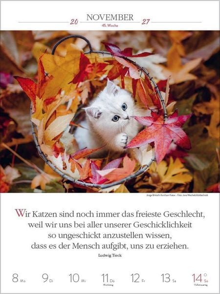 Produktbild: Literaturkalender Katzen 2027