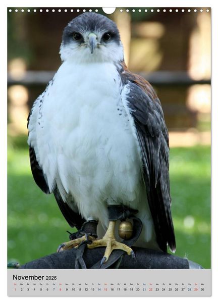 Produktbild: Raubv&ouml;gel - Die J&auml;ger der L&uuml;fte (Wandkalender 2026 DIN A3 hoch), CALVENDO Monatskalender