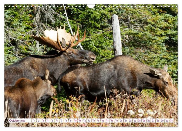 Produktbild: THE NORTHERN WOODLANDS MOOSE (Wall Calendar 2026 DIN A3 landscape), CALVENDO 12 Month Wall Calendar