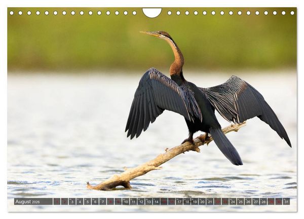 Produktbild: Auf Safari in Kenia 2026 (Wandkalender 2026 DIN A4 quer), CALVENDO Monatskalender