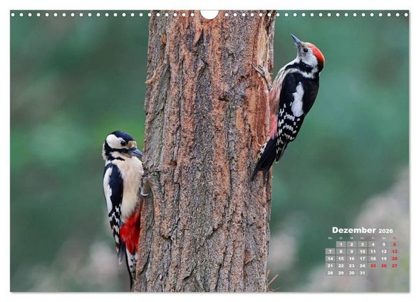 Produktbild: Echte Spechte (Wandkalender 2026 DIN A3 quer), CALVENDO Monatskalender