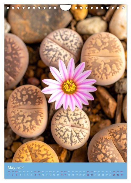 Produktbild: Succulents in Many Shapes (Wall Calendar 2027 DIN A4 portrait), CALVENDO 12 Month Wall Calendar