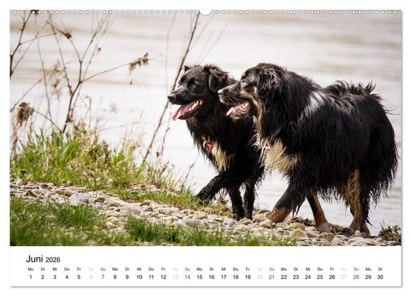 Produktbild: Australian Shepherd - Traum auf vier Pfoten (hochwertiger Premium Wandkalender 2026 DIN A2 quer), Kunstdruck in Hochglanz