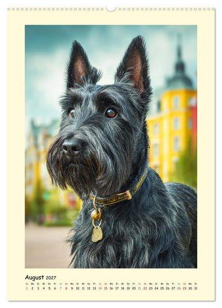 Produktbild: Scottish Terrier. W&uuml;rdevoller und robuster Gentlemen (hochwertiger Premium Wandkalender 2027 DIN A2 hoch), Kunstdruck in Hochglanz