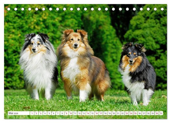 Produktbild: Sheltie - Ein St&uuml;ck vom Gl&uuml;ck (Tischkalender 2026 DIN A5 quer), CALVENDO Monatskalender