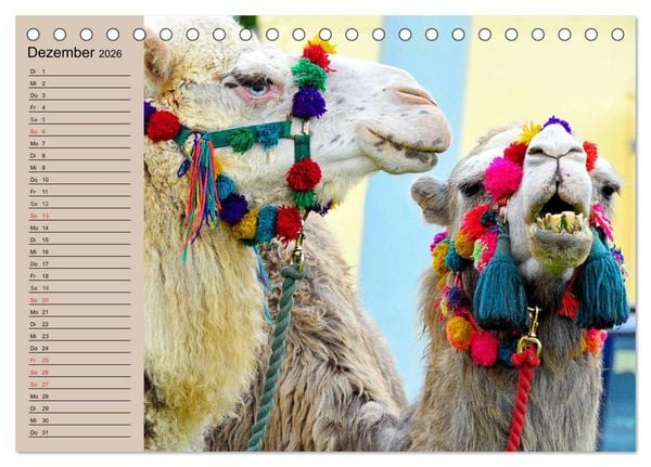 Produktbild: Kamele. Dromedar und Trampeltier (Tischkalender 2026 DIN A5 quer), CALVENDO Monatskalender