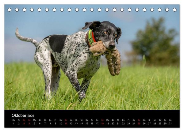 Produktbild: Jagdhunde bei der Arbeit (Tischkalender 2026 DIN A5 quer), CALVENDO Monatskalender