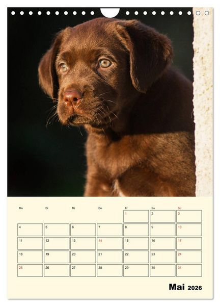 Produktbild: Familienplaner - Labrador Welpen entdecken die Welt (Wandkalender 2026 DIN A4 hoch), CALVENDO Monatskalender