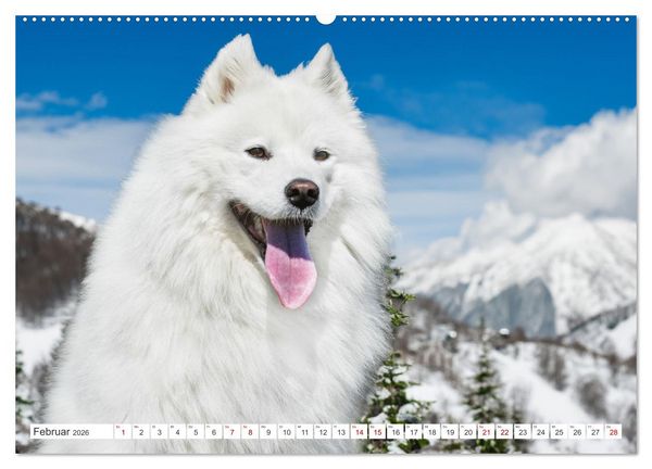 Produktbild: Der Samojede - Sch&ouml;nheit des Nordens (hochwertiger Premium Wandkalender 2026 DIN A2 quer), Kunstdruck in Hochglanz