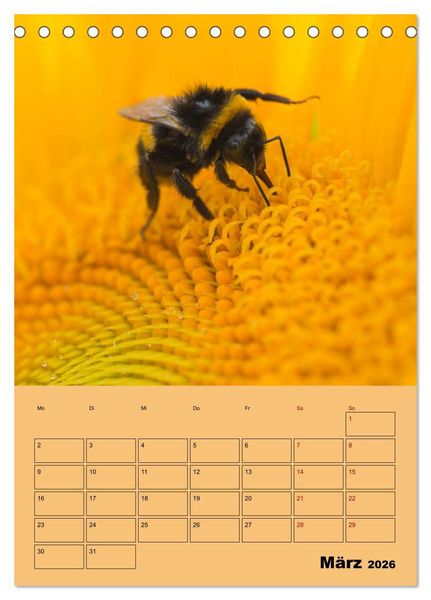 Produktbild: Die Biene und die Farbe gelb (Tischkalender 2026 DIN A5 hoch), CALVENDO Monatskalender