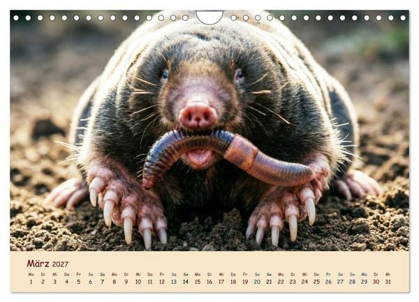 Produktbild: Im Reich der Tunnelbauer - Maulw&uuml;rfe und Nacktmulle, Leben im Verborgenen (Wandkalender 2027 DIN A4 quer), CALVENDO Monatskalender