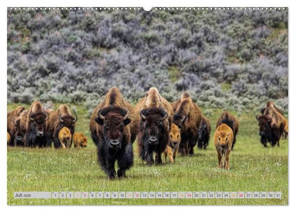 Produktbild: Bison und Wisent - Riesen mit unb&auml;ndiger Kraft (hochwertiger Premium Wandkalender 2026 DIN A2 quer), Kunstdruck in Hochglanz