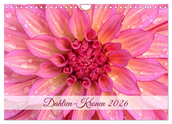 Produktbild: Dahlien-Kronen (Wandkalender 2026 DIN A4 quer), CALVENDO Monatskalender