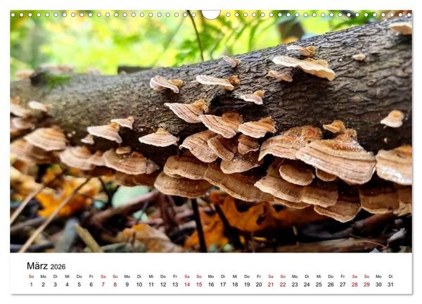 Produktbild: Pilze - Geheimnisvolle Herrscher der W&auml;lder (Wandkalender 2026 DIN A3 quer), CALVENDO Monatskalender