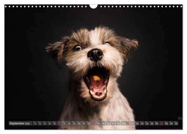 Produktbild: Fang das Leckerlie (Wandkalender 2026 DIN A3 quer), CALVENDO Monatskalender